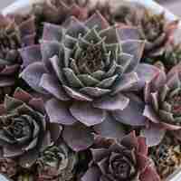 Дебелец (вечно живо) Sempervivum mix
