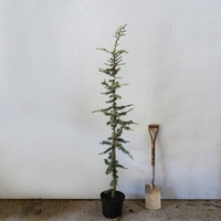 Кедър атласки ‘Glauca’ Cedrus atlantica ‘Glauca’