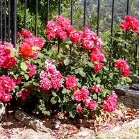 Мини роза Rosa (mini hybrids)