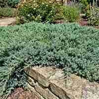 Хвойна ‘Wiltonii’ / Juniperus horizontalis ‘Wiltonii’