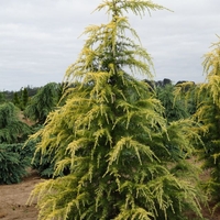 Кедър хималайски ‘Aurea’ Cedrus deodara ‘Aurea’