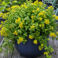 Лизимахия 'Lysimachia spp.'