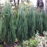 Хвойна скална ‘Blue Arrow’ Juniperus scopulorum ‘Blue Arrow’