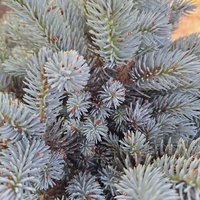 Сребрист смърч ‘Globosa’ Picea pungens ‘Globosa’