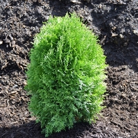 Туя ‘Tiny Tim’ Thuja occidentalis ‘Tiny Tim’