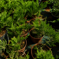 Хвойна Сабина 'Juniperus sabina'