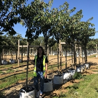 Японска вишна ‘Kanzan’ Prunus serrulata ‘Kanzan’