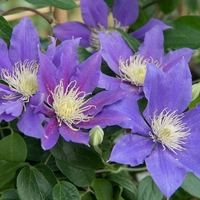 Клематис (хибриден сорт) Clematis spp.