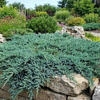 Хвойна ‘Wiltonii’ / Juniperus horizontalis ‘Wiltonii’