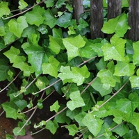 Бръшлян Hedera helix