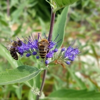 Кариоптерис	Caryopteris chadonnesis