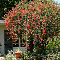 Калистемон (четковидно дърво) Callistemon rigidus