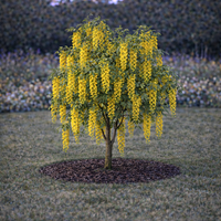 Лабурнум (златен дъжд) Laburnum anagyroides