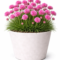 Армерия Armeria maritima