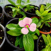 Винка 'Розеа' 'Vinca rosea'