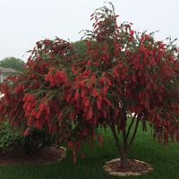 Калистемон (четковидно дърво) Callistemon rigidus