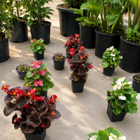Бегония вечноцъфтяща 'Begonia semperflorens'