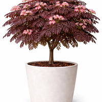 Албиция ‘Summer Chocolate’ Albizia julibrissin ‘Summer Chocolate’