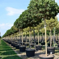 Норвежки клен ‘Globosum’ Acer platanoides ‘Globosum’