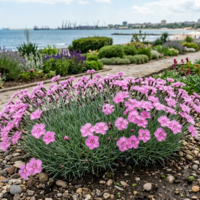 Алпийски карамфил / Dianthus alpinus