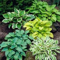 Хоста Hosta spp.