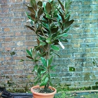 Магнолия ‘Little Gem’ Magnolia grandiflora ‘Little Gem’
