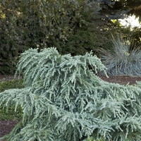 Кедър хималайски плачещ Cedrus deodara ‘Pendula’