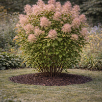 Смрадлика (опушен храст) Cotinus coggygria