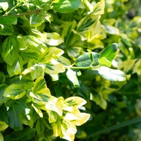 Лигуструм пъстролистен, шарен	Ligustrum ovalifolim aureoverigata