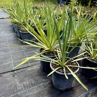 Юка 'Yucca spp.'