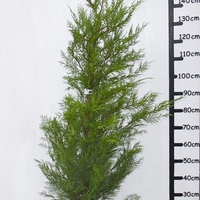 Лейландов кипарис (1 топка) Cupressocyparis leylandii