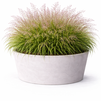 Ерагростис (тревица) Eragrostis spp.