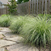 Карекс (съчмолистна острица) Carex spp.