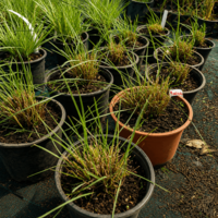 Мюленбергия 'Muhlenbergia spp.'