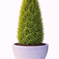 Туя ‘Fastigiata’ Thuja occidentalis ‘Fastigiata’