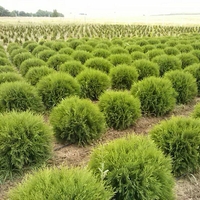 Туя ‘Globosa’ Thuja occidentalis ‘Globosa’