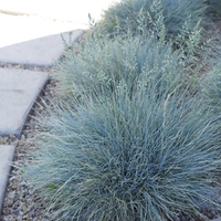 Фестука ‘Glauca’ Festuca glauca