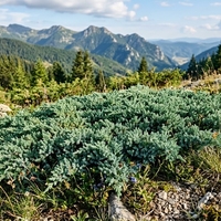 Хвойна ‘Prince of Wales’ Juniperus horizontalis ‘Prince of Wales’