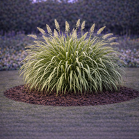 Фаларис (пъстра трева) Phalaris arundinacea