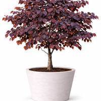 Церцис ‘Forest Pansy’ Cercis canadensis ‘Forest Pansy’