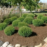 Туя западна ‘Bowling Ball’ Thuja occidentalis ‘Bowling Ball’