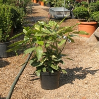 Аукуба ‘Crotonifolia’ Aucuba japonica ‘Crotonifolia’