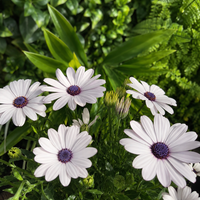 Остеоспермум 'Osteospermum spp.'