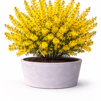 Форзиция (междинна) Forsythia × intermedia