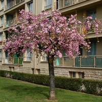 Японска вишна ‘Kiku-shidare-zakura’ Prunus serrulata ‘Kiku-shidare-zakura’