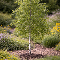 Сребролистна бреза Betula pendula