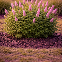Спирея Дъгласова Spiraea douglasii