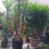 Юка нишковидна Yucca filamentosa