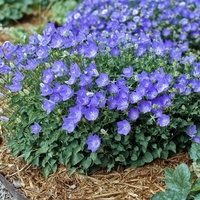 Кампанула (камбанка) Campanula carpatica