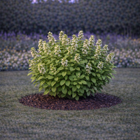 Маточина Melissa officinalis